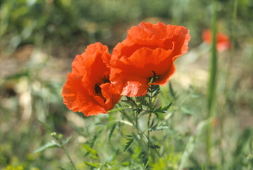 Image showing poppy