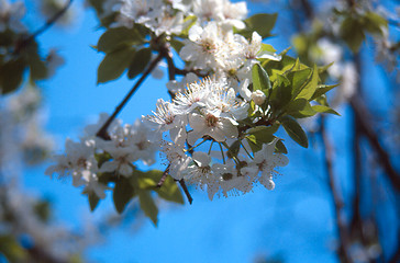 Image showing spring shoot