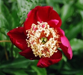 Image showing red flower