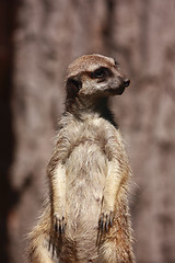 Image showing Suricate portrait