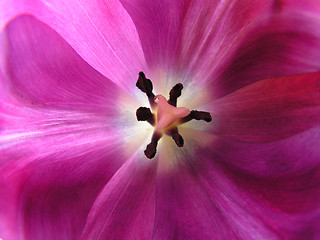 Image showing Tulip lilac