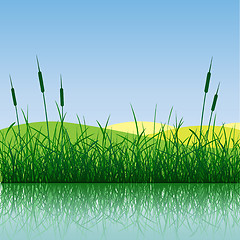 Image showing Grass