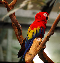 Image showing parrot