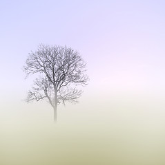 Image showing Misty Morning