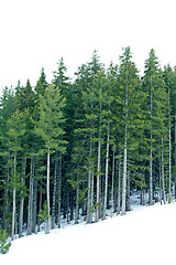 Image showing Conifer trees