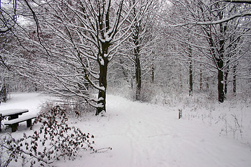 Image showing winter