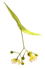 Image showing Linden flower