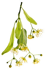 Image showing Linden flower