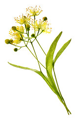 Image showing Linden flower