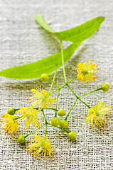 Image showing Linden flower