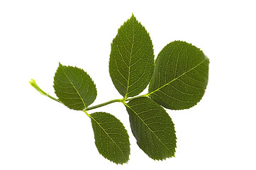 Image showing rose leaf