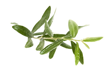 Image showing olive branch