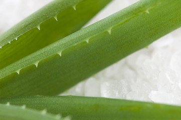 Image showing aloe vera