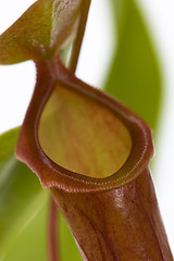 Image showing Leaves of carnivorous plant - Nepenthes