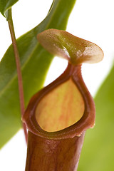 Image showing Leaves of carnivorous plant - Nepenthes