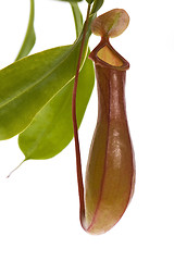 Image showing Leaves of carnivorous plant - Nepenthes