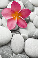 Image showing Attractive Pebbles and Flower