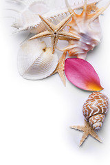 Image showing Starfish and Petal Background