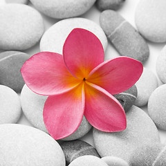 Image showing Attractive Pebbles and Flower