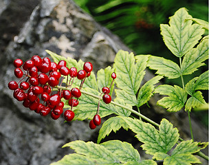 Image showing red flower and fruit