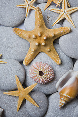 Image showing Attractive Pebbles and Seashells