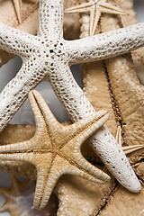 Image showing Starfish Background