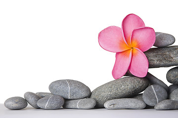 Image showing Stone Stack and Frangipani Flower