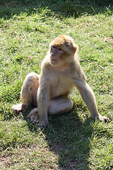 Image showing nice monkey 