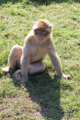 Image showing nice monkey 