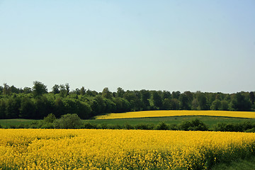 Image showing Yellow meadow in summer