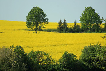 Image showing Yellow meadow in summer