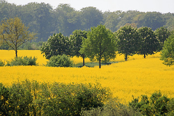 Image showing Yellow meadow in summer