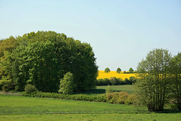 Image showing Yellow meadow in summer