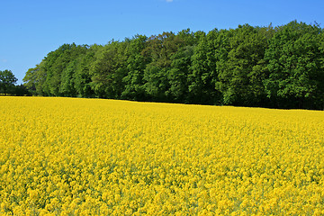 Image showing Yellow meadow in summer