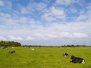 Image showing cows on pasture