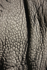 Image showing rhino skin