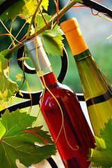 Image showing Wine bottles between vine leaves