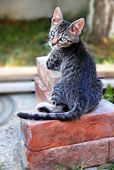 Image showing Young cat lying on bricks in yard