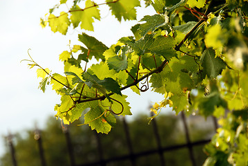 Image showing Vine branch