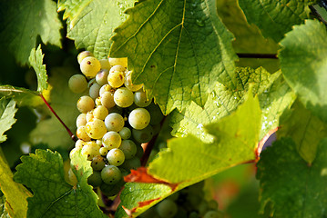 Image showing Grapes cluster