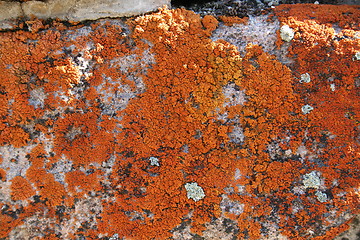 Image showing Orange Lichen