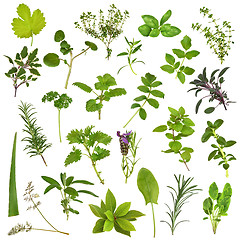 Image showing Large Herb Leaf Selection