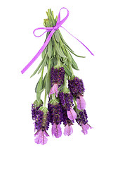 Image showing Lavender Herb Flowers