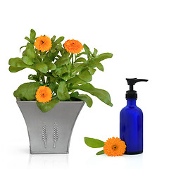 Image showing Calendula Flowers and Hand Cream