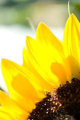 Image showing Sunflower.