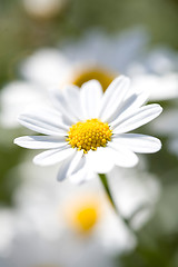 Image showing White Aster Daisy.