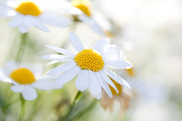 Image showing White Aster Daisies.