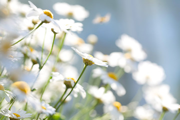 Image showing White Aster Daisies.