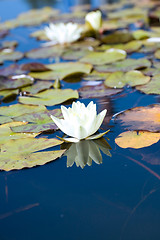 Image showing White Water-Lily.