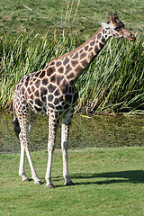 Image showing gorgeous giraffe